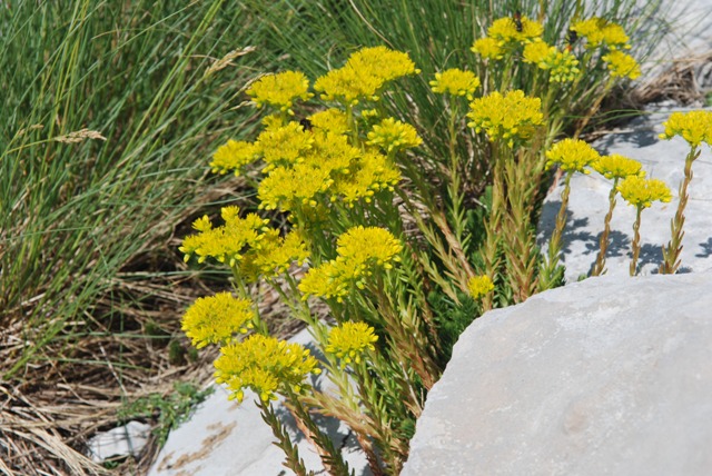 Sedum cfr. rupestre