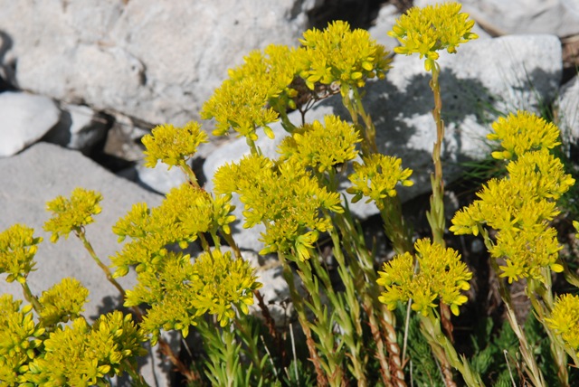 Sedum cfr. rupestre