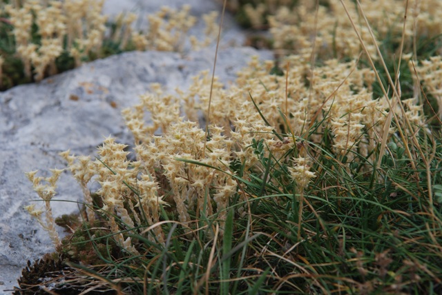 vicino al lago di pilato - Sedum acre