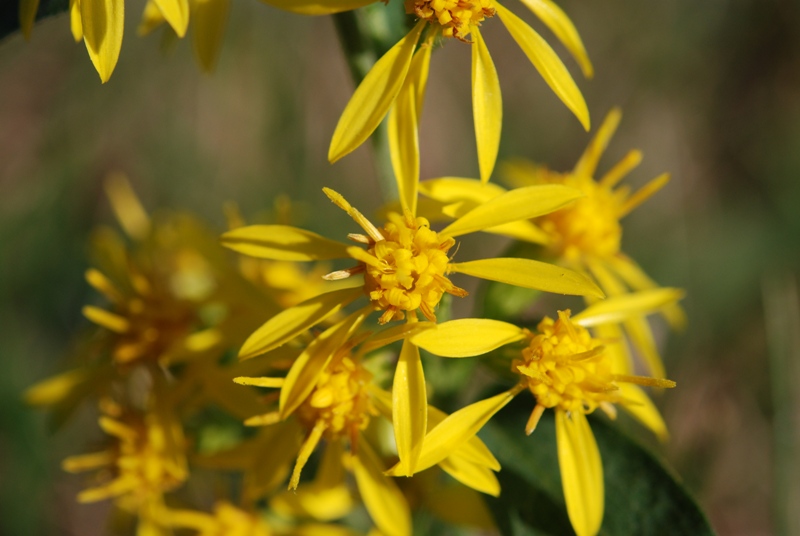 Solidago virgaurea