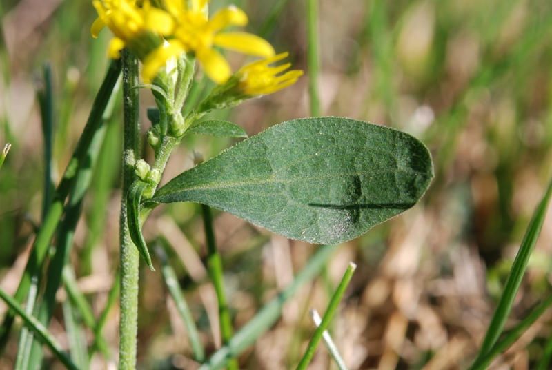 Solidago virgaurea