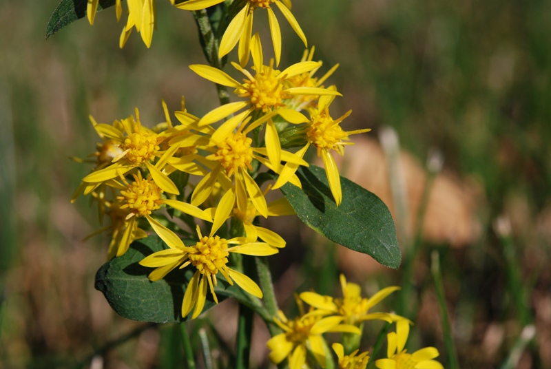 Solidago virgaurea