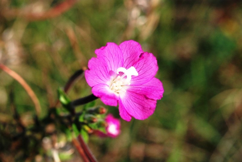 Epilobium hirsutum