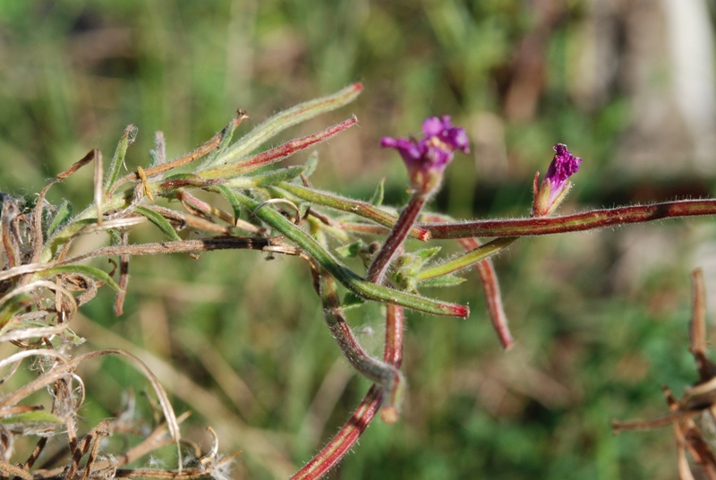 Epilobium hirsutum