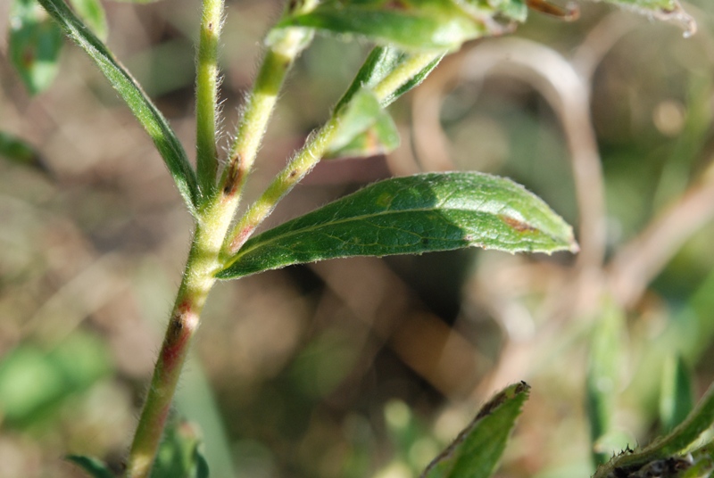 Epilobium hirsutum