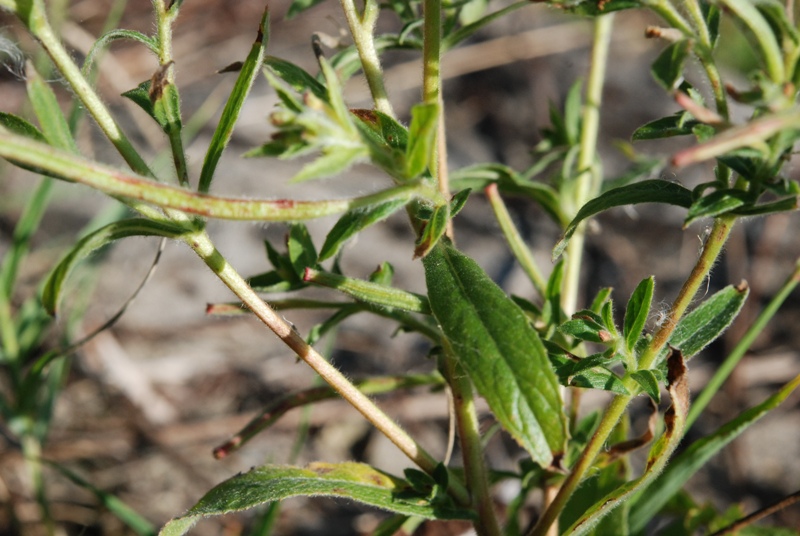 Epilobium hirsutum