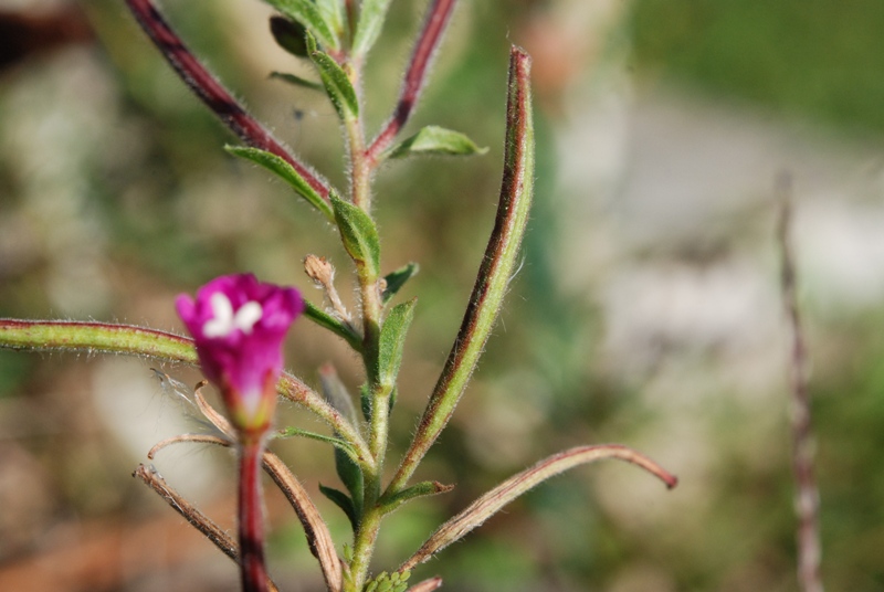 Epilobium hirsutum