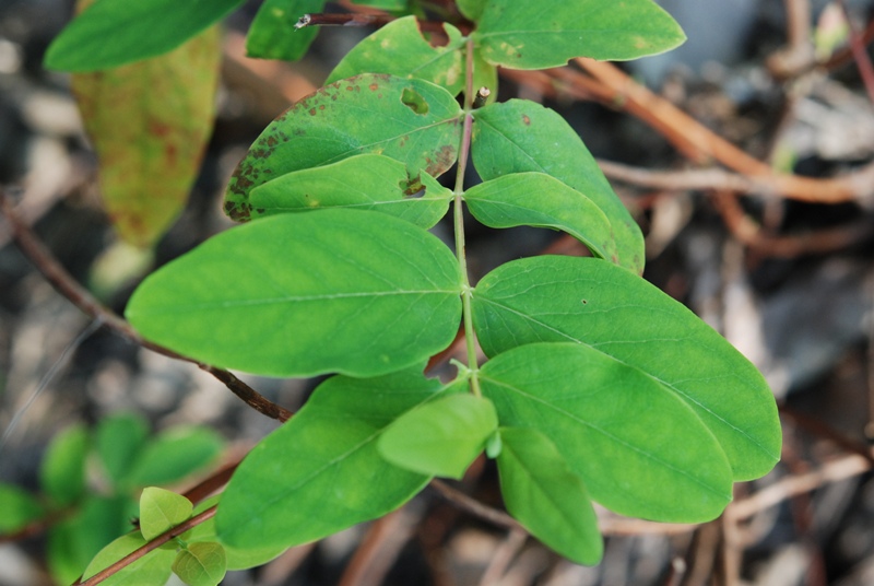 hypericum androsaemum