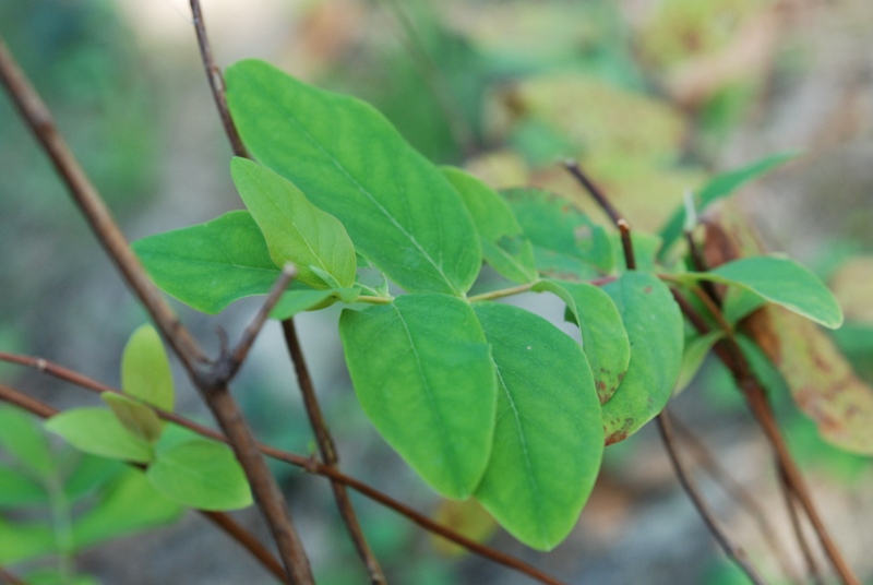 hypericum androsaemum