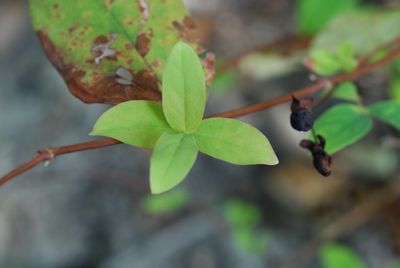 hypericum androsaemum