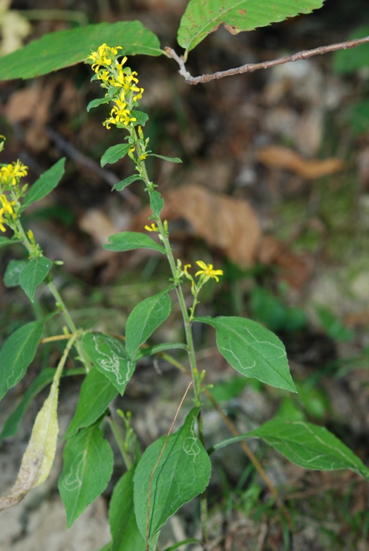 Solidago virgaurea