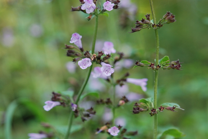 menta? no, Calamintha sp.