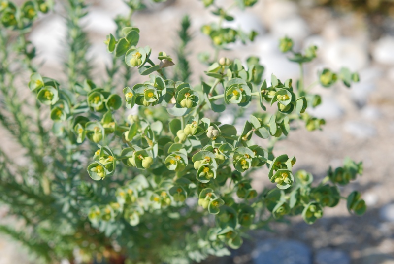 Euphorbia paralias / Euforbia marittima