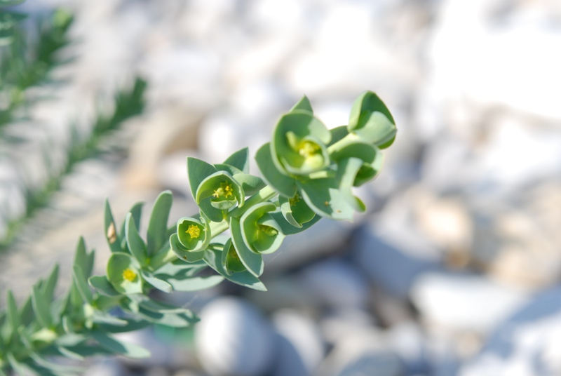 Euphorbia paralias / Euforbia marittima