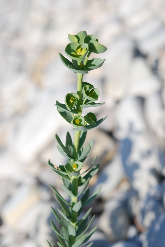 Euphorbia paralias / Euforbia marittima