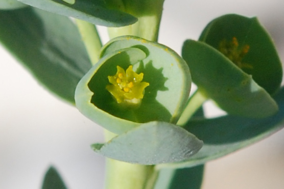 Euphorbia paralias / Euforbia marittima