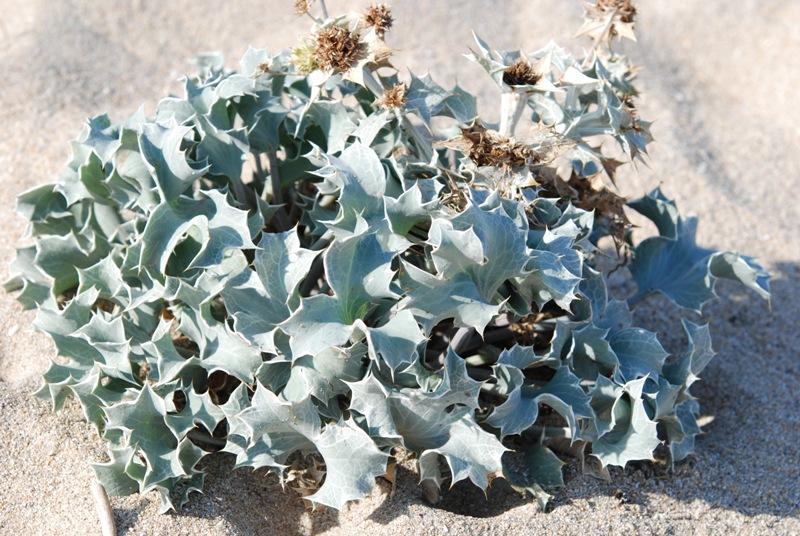 Eryngium maritimum