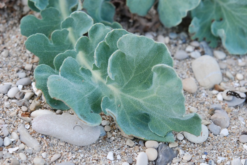 Glaucium flavum, rosetta basale