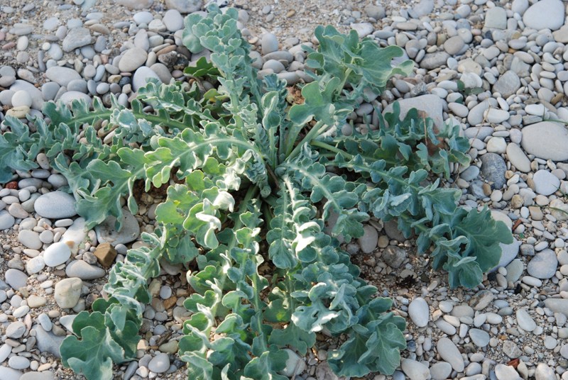 Glaucium flavum, rosetta basale