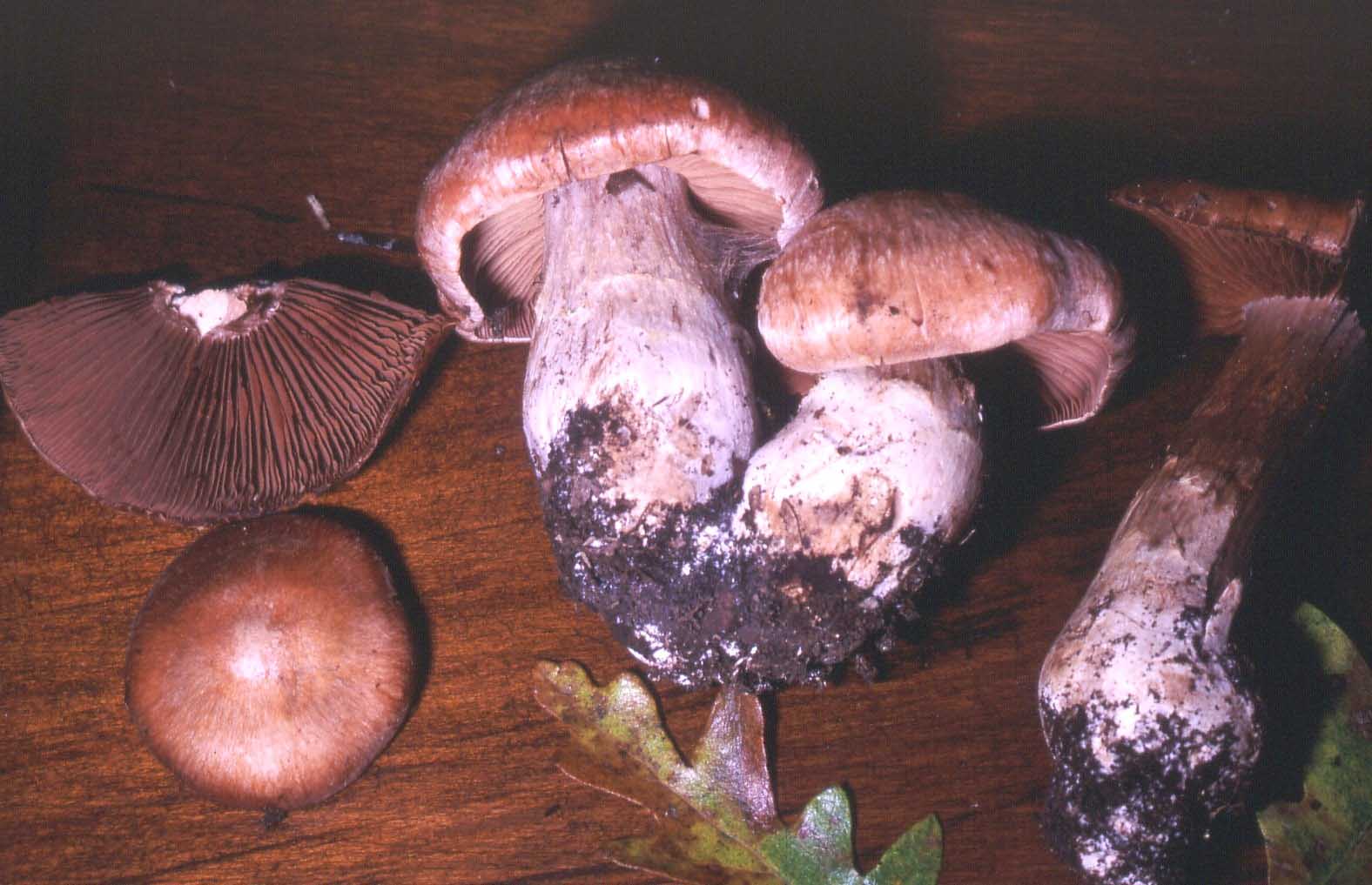 Cortinarius sp. (cf. moserianus)