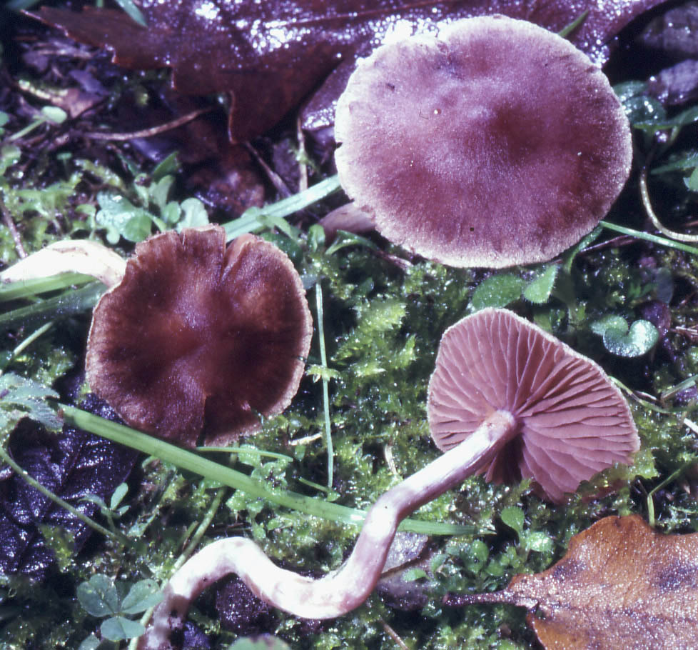 Cortinarius sp.....