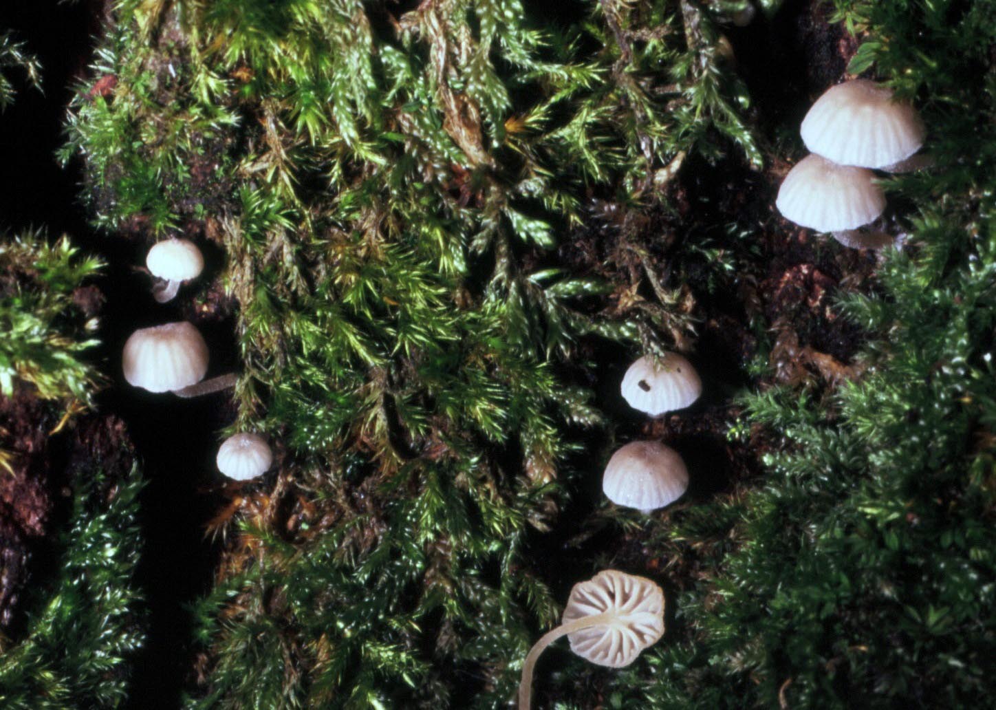 Mycena meliigena