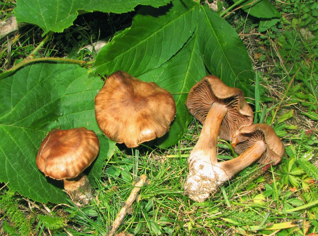 Cortinarius sp. (cf. moserianus)