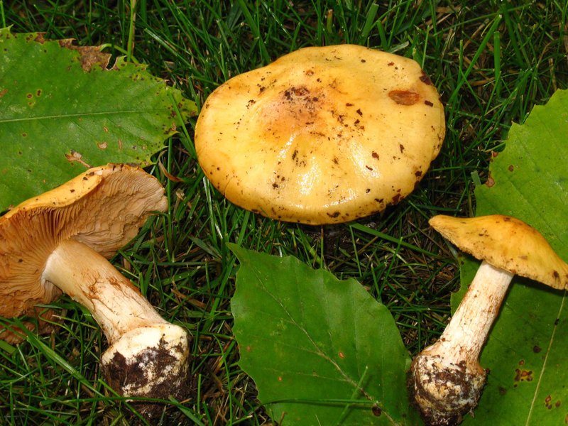 Cortinarius GM1318 y GM1319