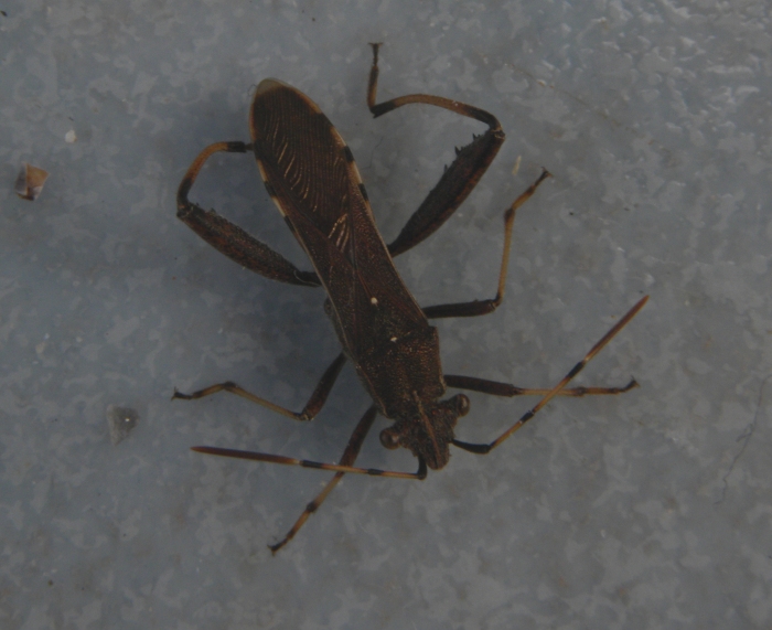 Alydidae del grossetano: Camptopus lateralis