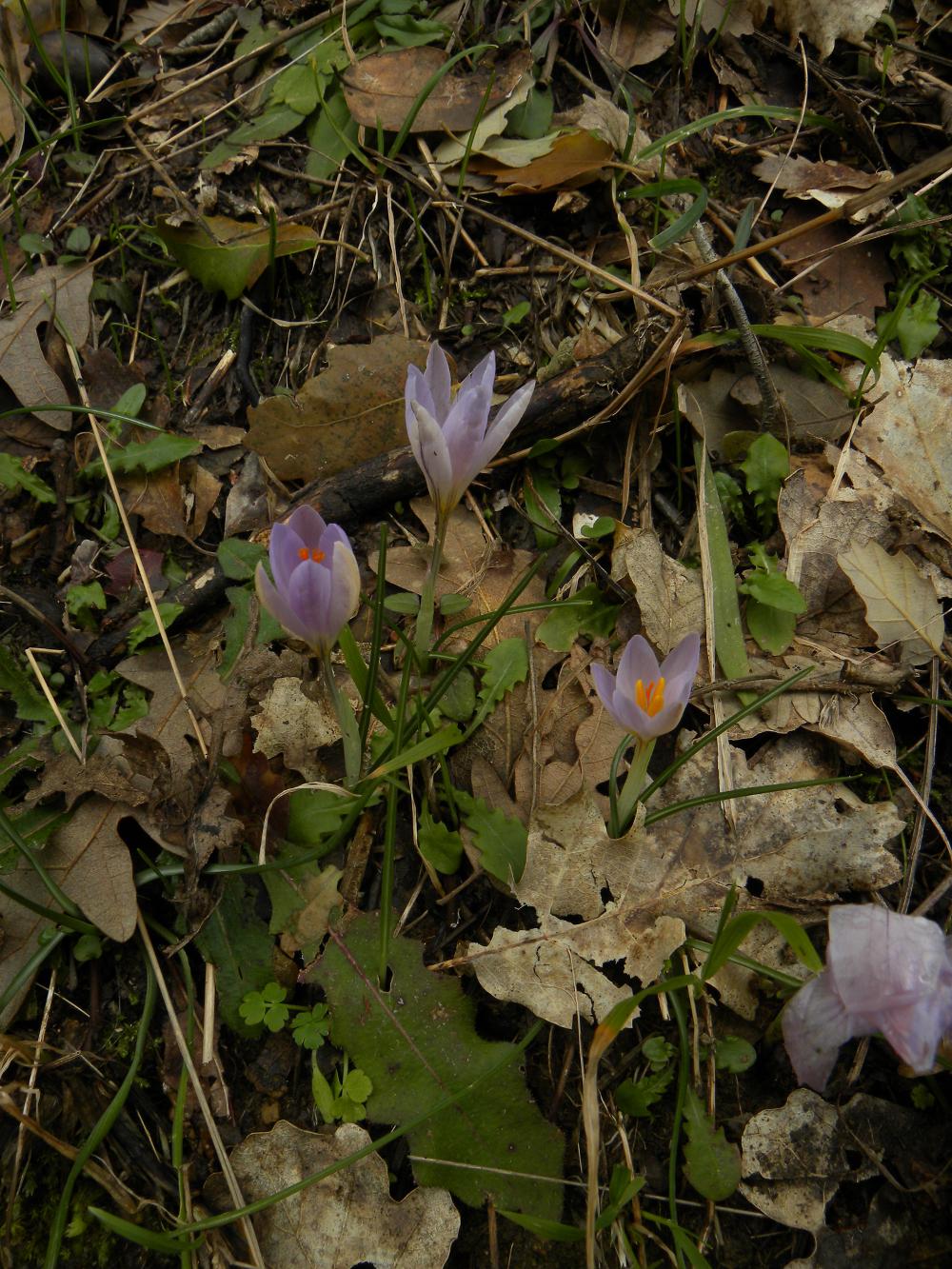 Crocus biflorus