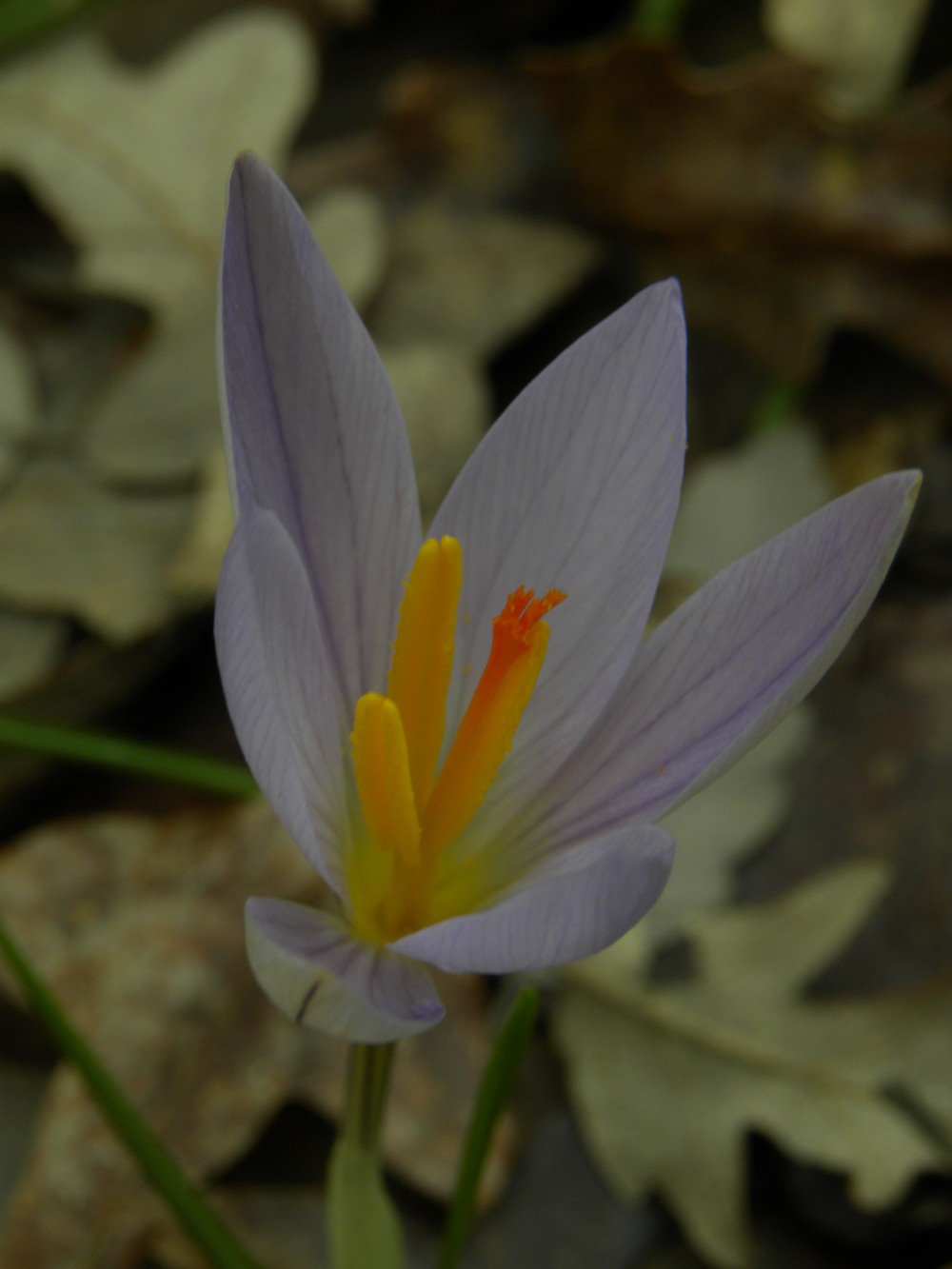 Crocus biflorus