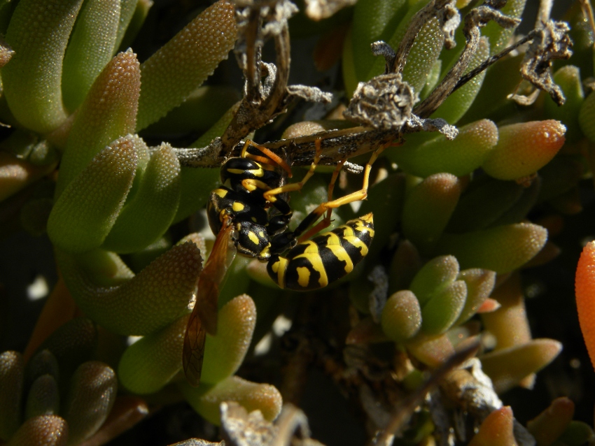 Polistes sp.