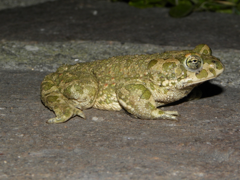 rospo smeraldino - Bufo lineatus