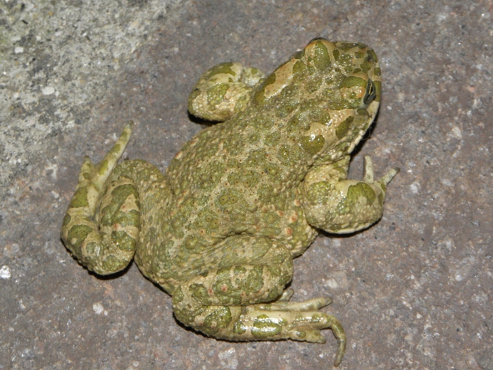 rospo smeraldino - Bufo lineatus