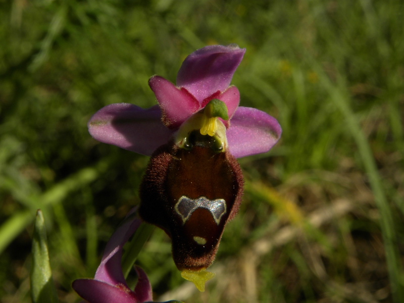 Ophrys crabronifera?