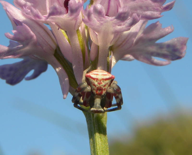 Thomisus onustus