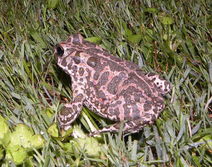 rospo smeraldino - Bufo lineatus