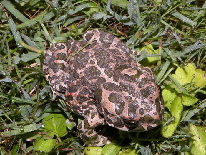 rospo smeraldino - Bufo lineatus