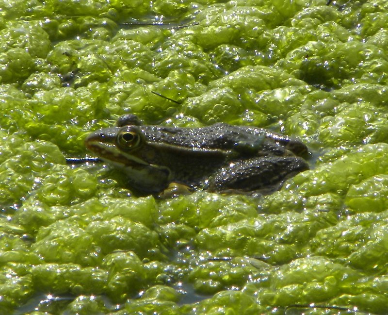 rane della Diaccia - Pelophylax sp.