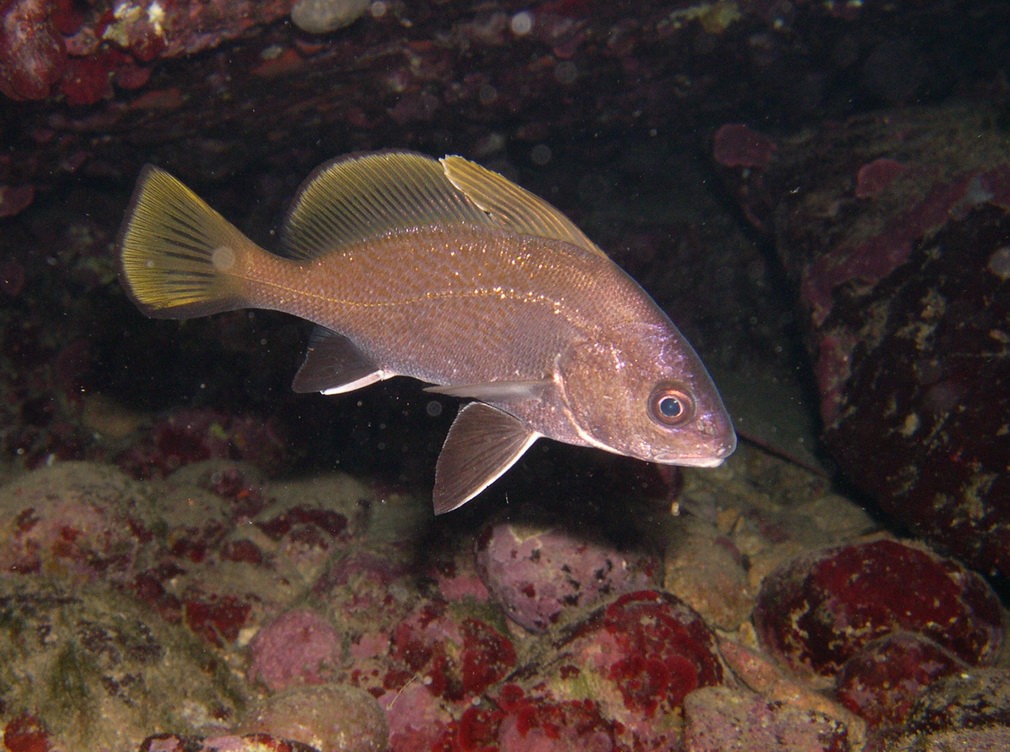 Corvina alla stazione di pulizia