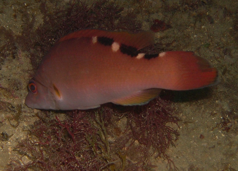 Tordo fischietto (Labrus mixtus)