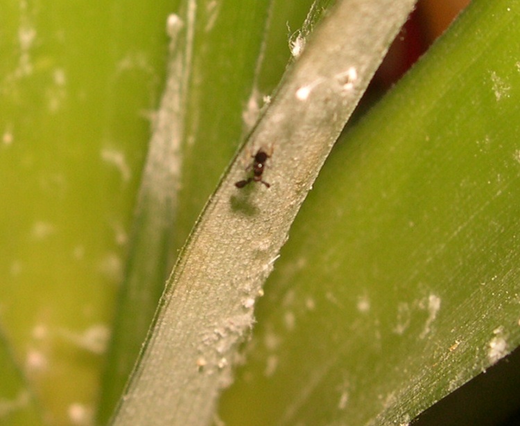 piccolo imenottero dalle antenne piatte: Encyrtidae