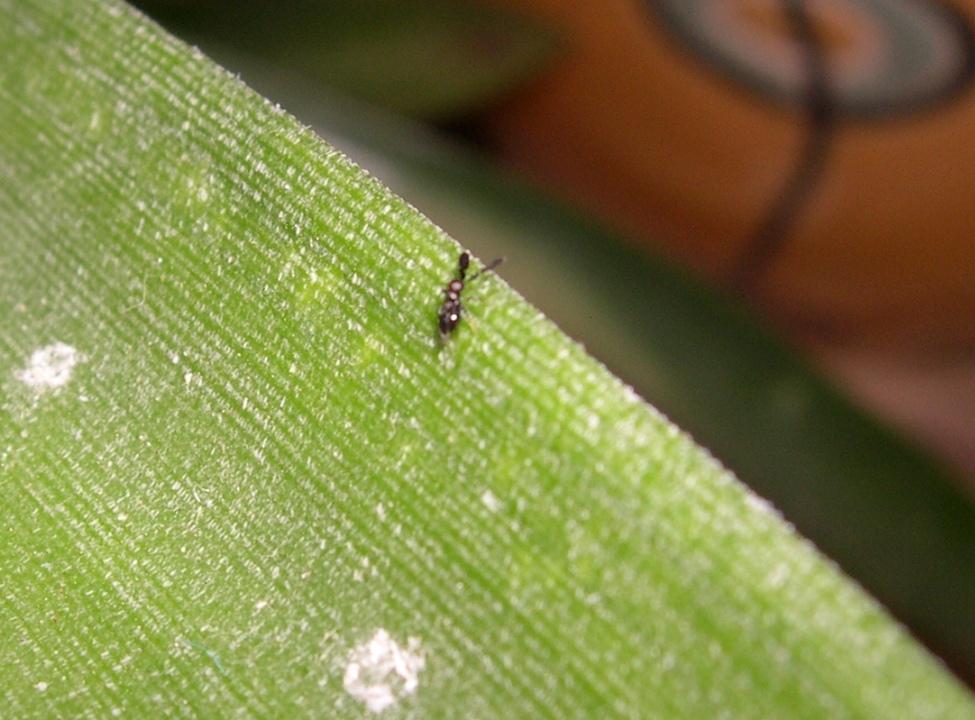 piccolo imenottero dalle antenne piatte: Encyrtidae