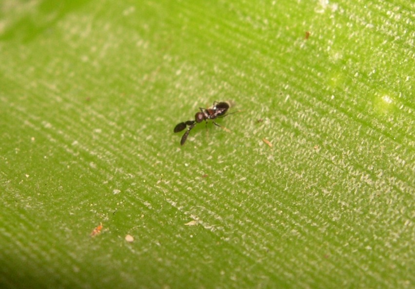 piccolo imenottero dalle antenne piatte: Encyrtidae