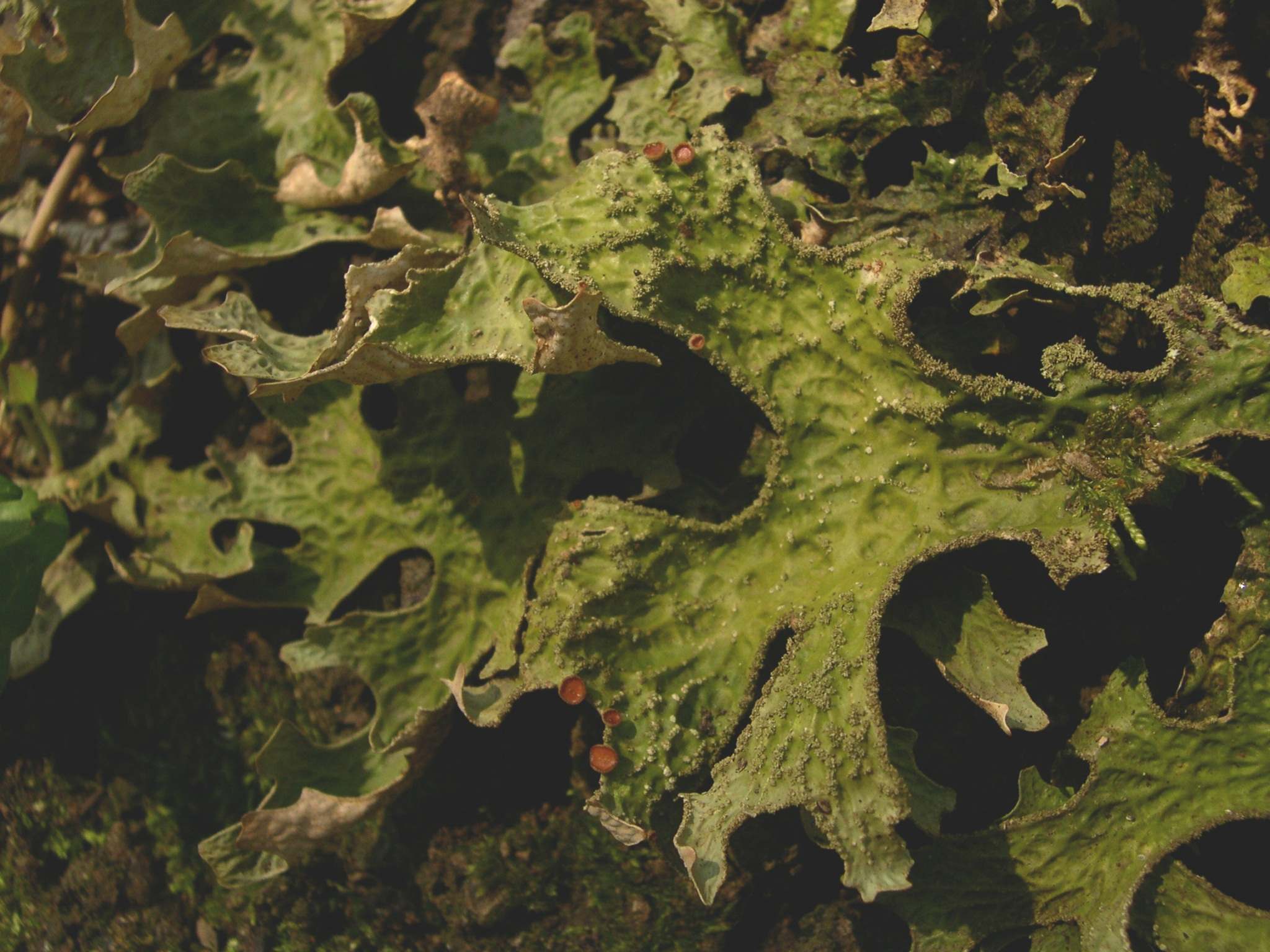 Lobaria polmonata