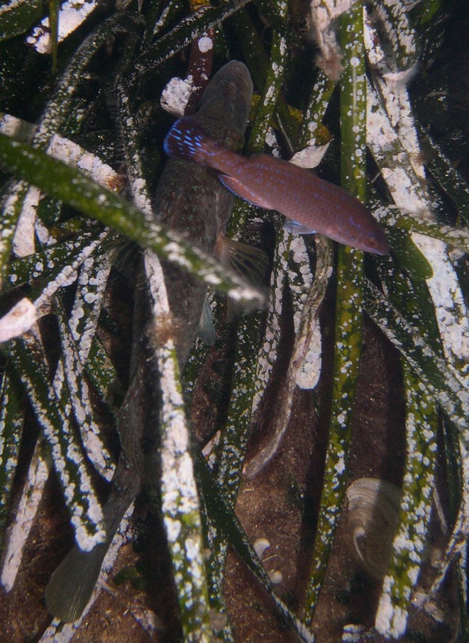 Corvina alla stazione di pulizia