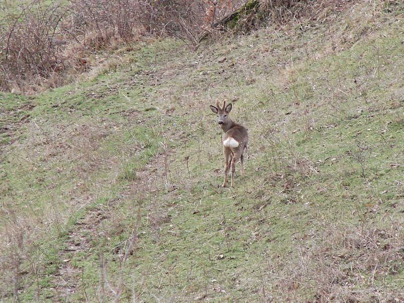 Il Capriolo