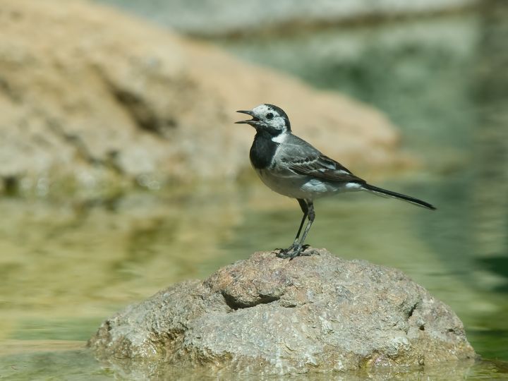 Motacilla alba