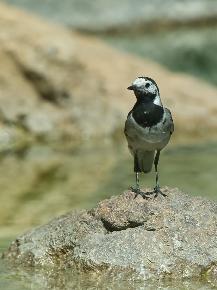 Motacilla alba