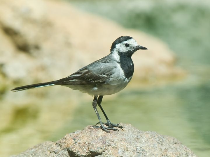 Motacilla alba